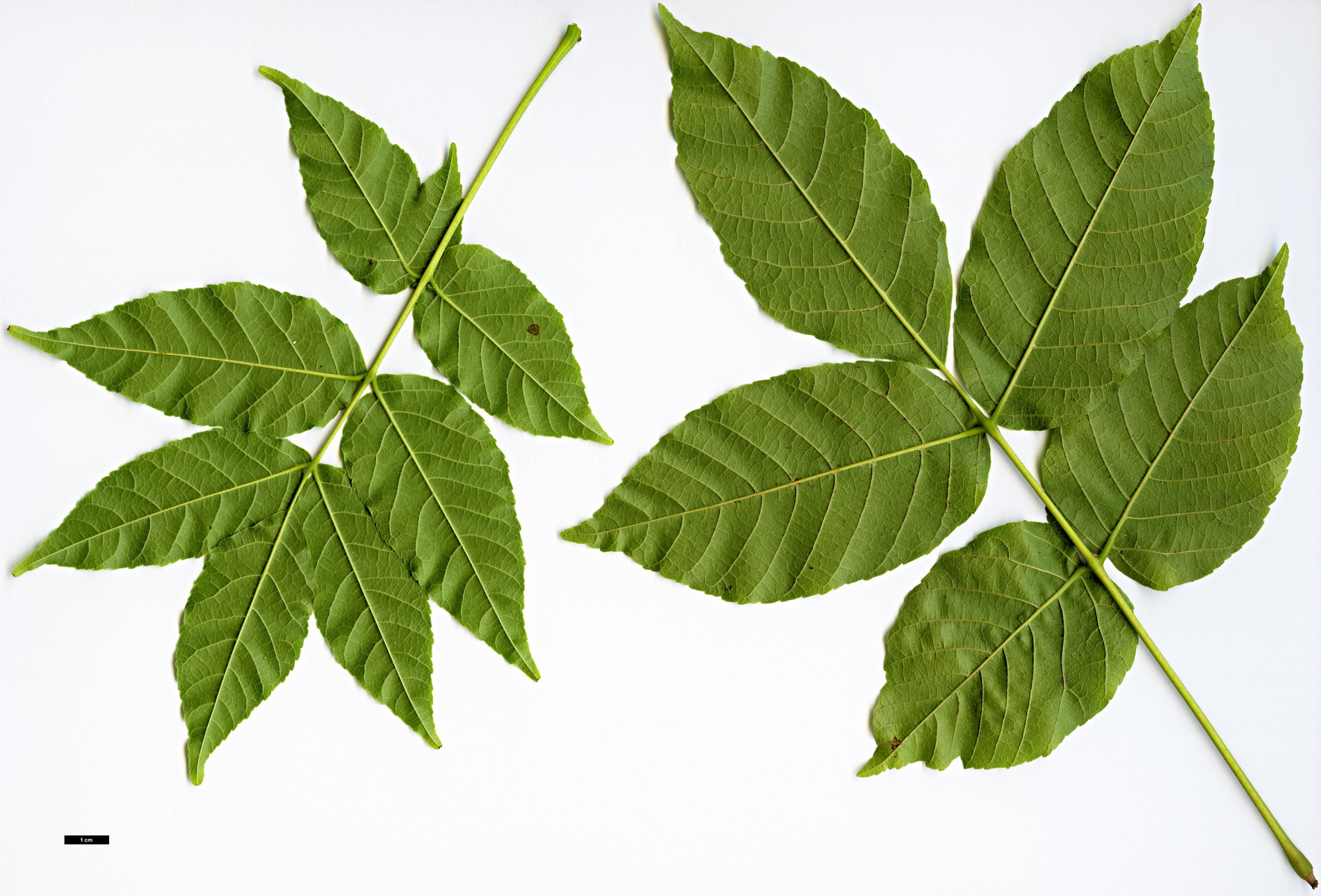 High resolution image: Family: Sapindaceae - Genus: Ungnadia - Taxon: speciosa